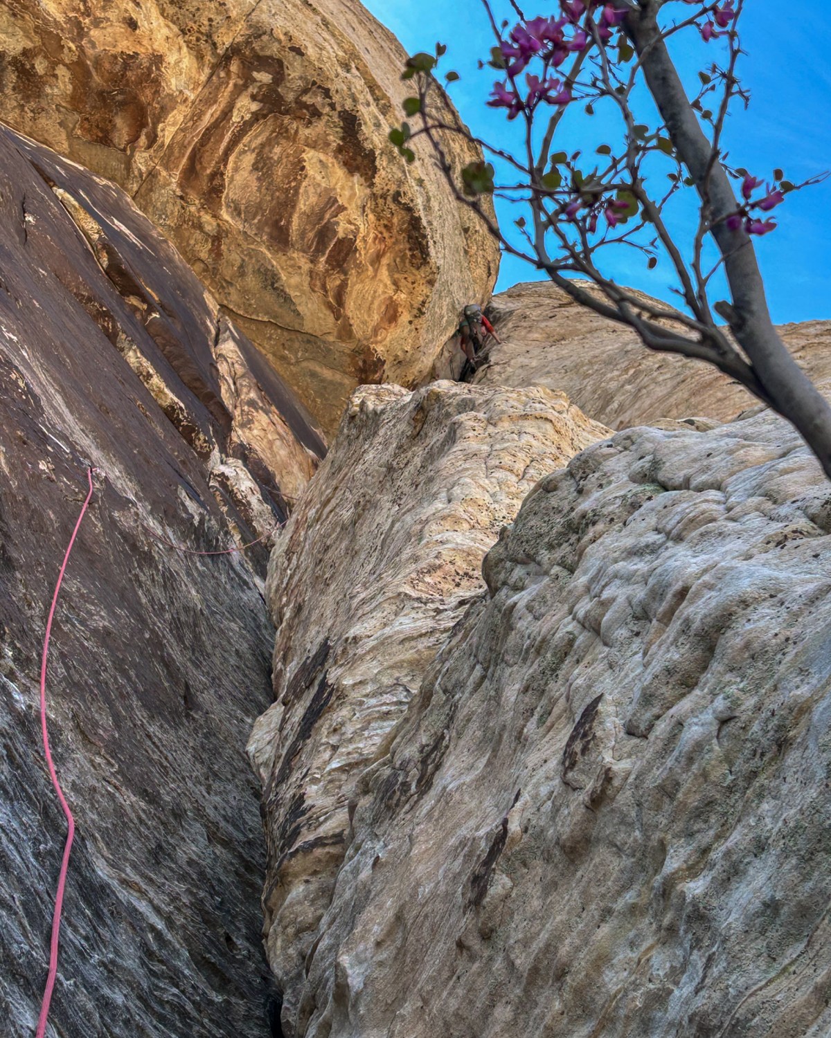 We Back – Group Therapy (5.7 R, II, 800′) – Angel Food Wall – Red Rocks NCA, NV&nbsp;(03.25.26)